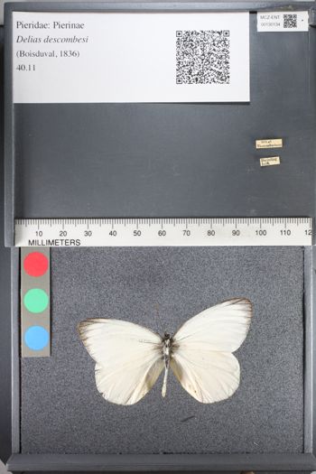 Media type: image;   Entomology 130134